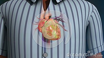 Human Heart Stock Photo